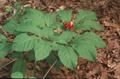 American ginseng